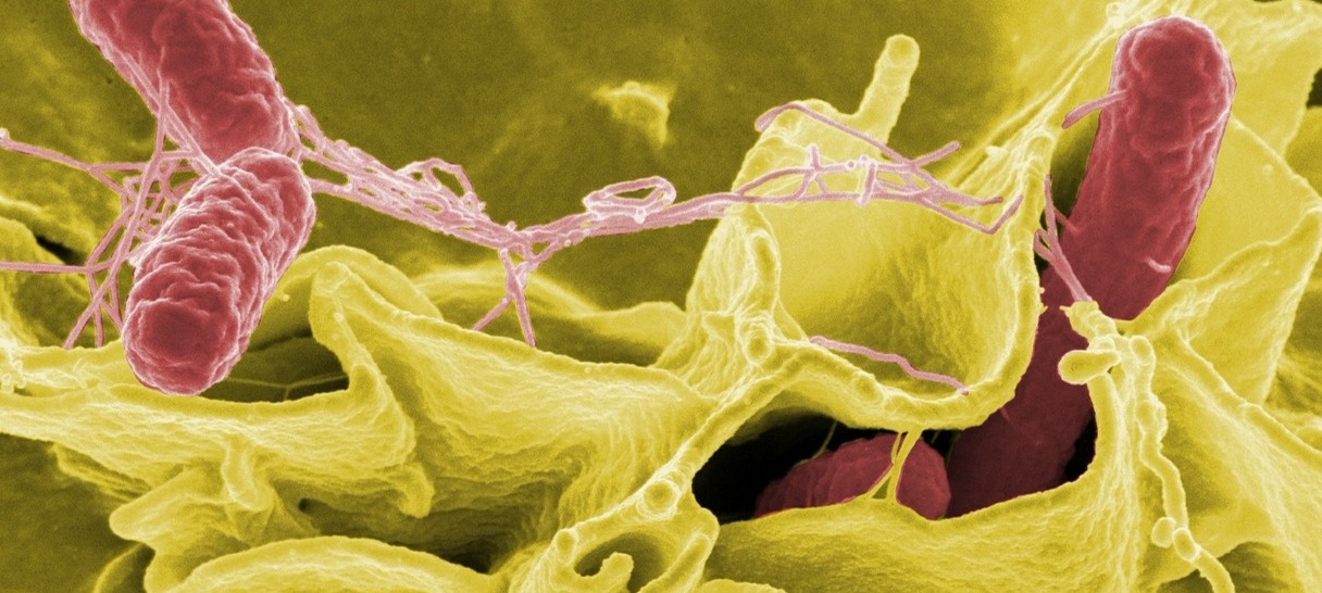 SFH 2151: CDC Warns of Salmonella Tainting of Kratom